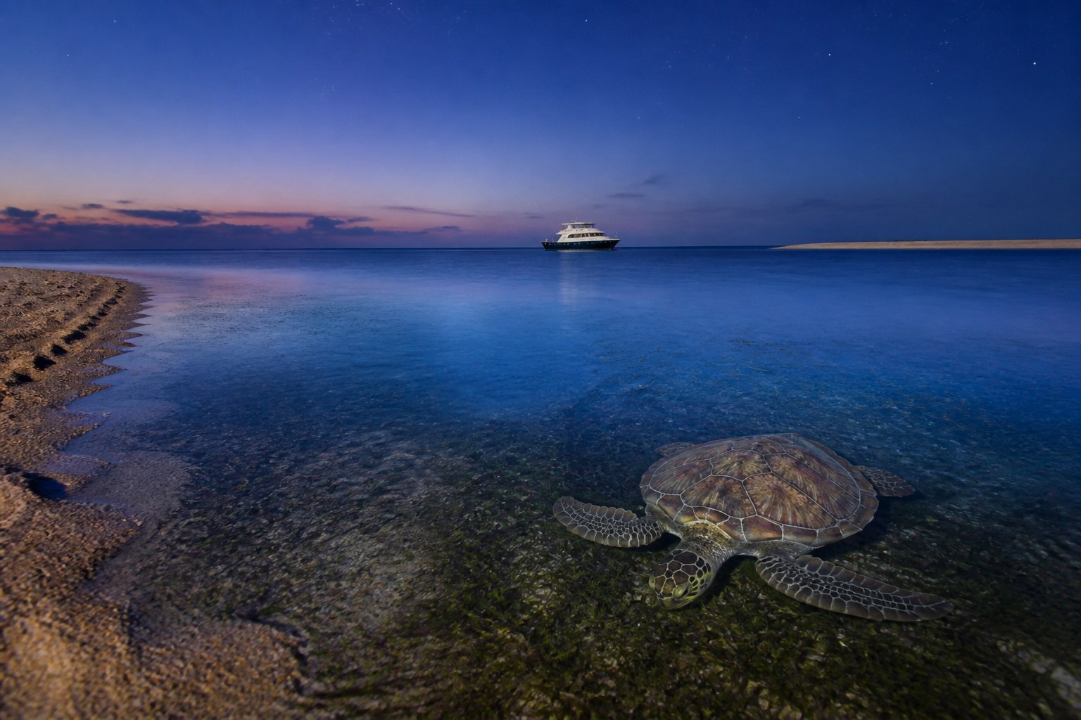 Marsa Mubarak: Schildkröten und Dugong-Lebensraum