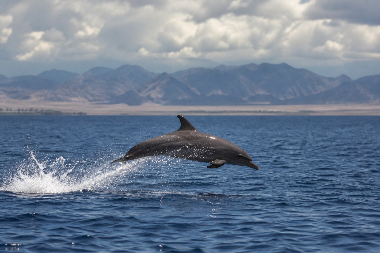Delfinriff als kleine VIP-Bootstour